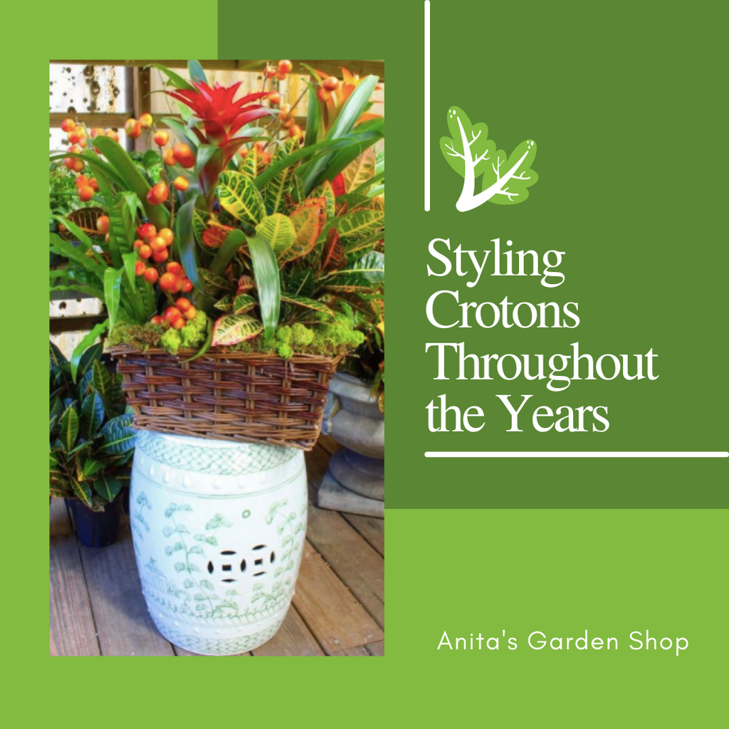 Styling Crotons Throughout the Years Anitas Garden Shop