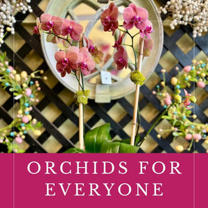 Orchids for Everyone: A Basic Care Guide