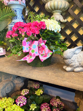 $150 Living Arrangement Flower Basket with Bow