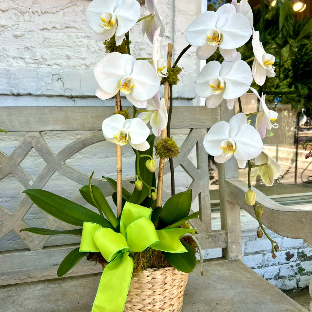 White orchids in a woven basket with a green bow on a stone surface.