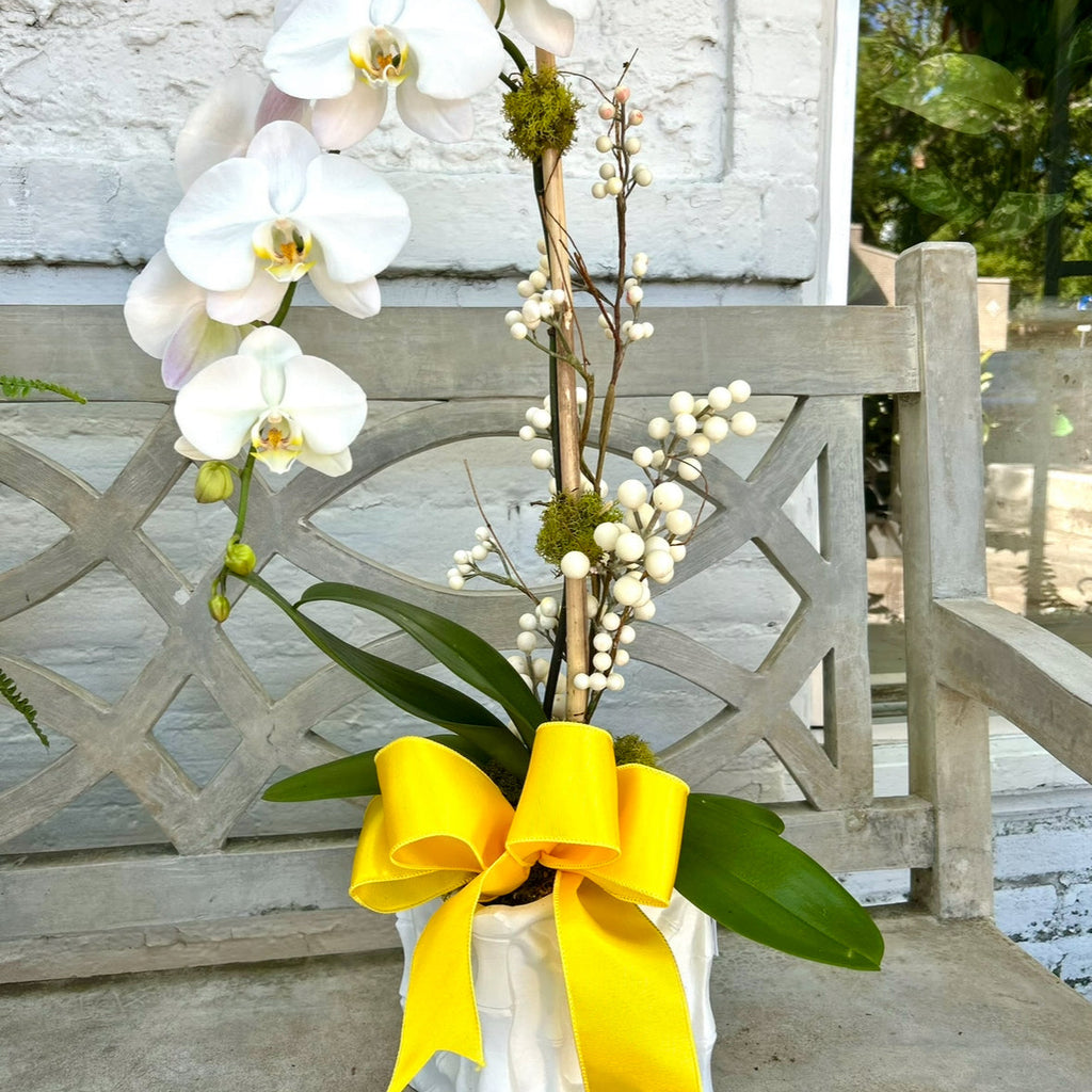 White orchid plant with a yellow bow in a pot on a wooden deck.