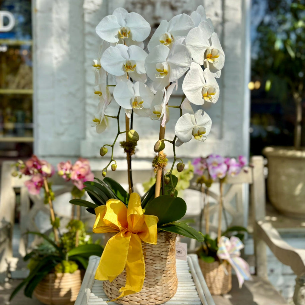 White orchids in a woven basket with a yellow bow on a table outdoors.