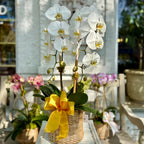 White orchids in a woven basket with a yellow bow on a table outdoors.
