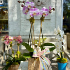 Decorative orchid plant with a colorful bow in a woven basket on a table.