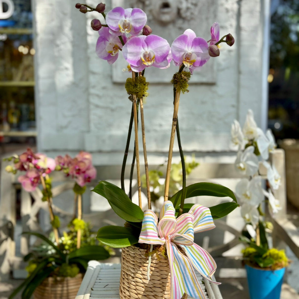 Decorative orchid plant with a colorful bow in a woven basket on a table.