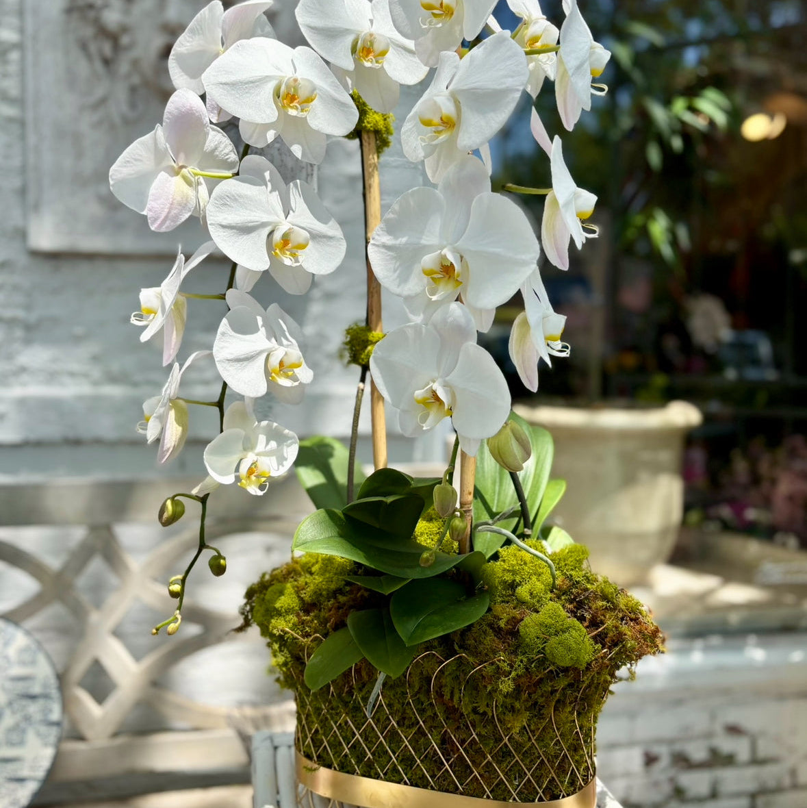 White orchids planted in a gold French wire basket with green moss.