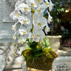 White orchids planted in a gold French wire basket with green moss.
