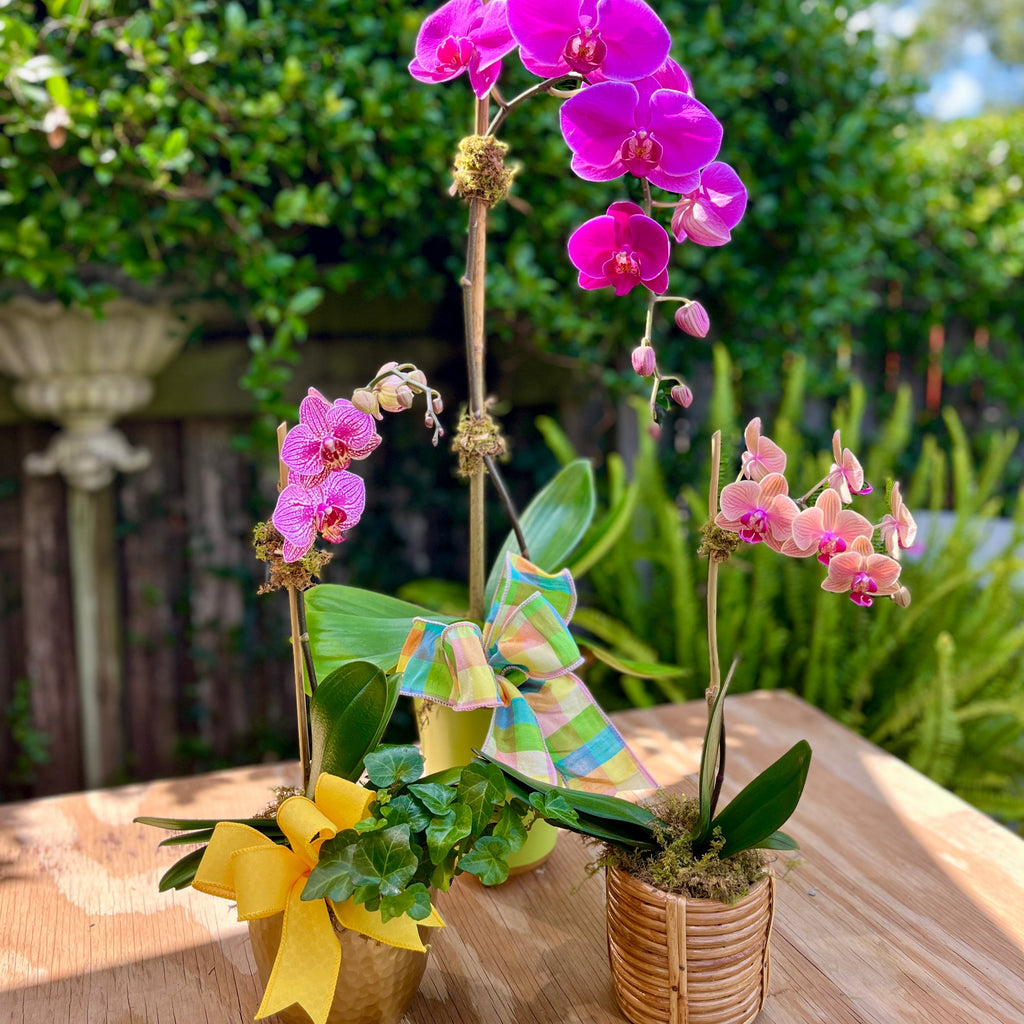Pink orchids in small pots on a wooden table with a blurred garden background