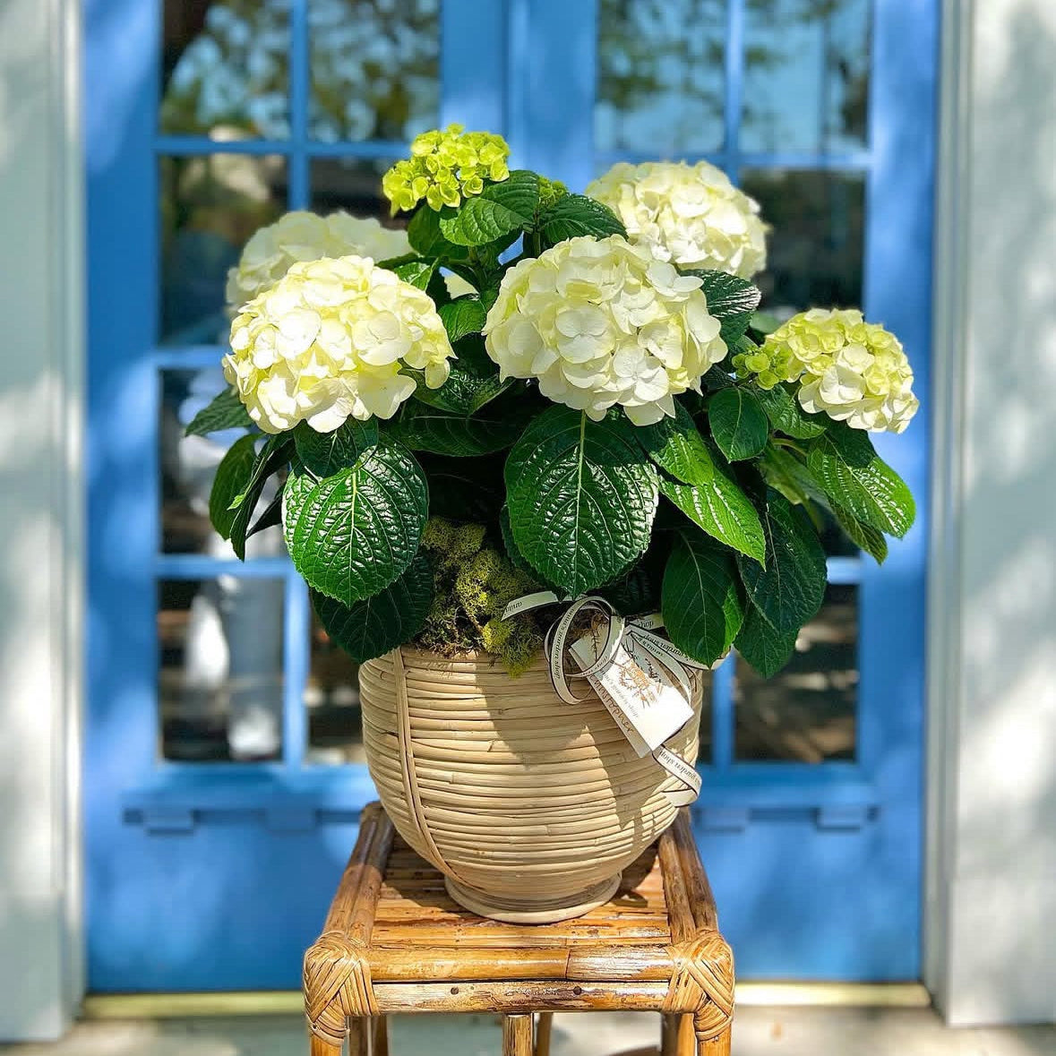 Potted plant with white flowers on a wooden stool in front of a blue door.