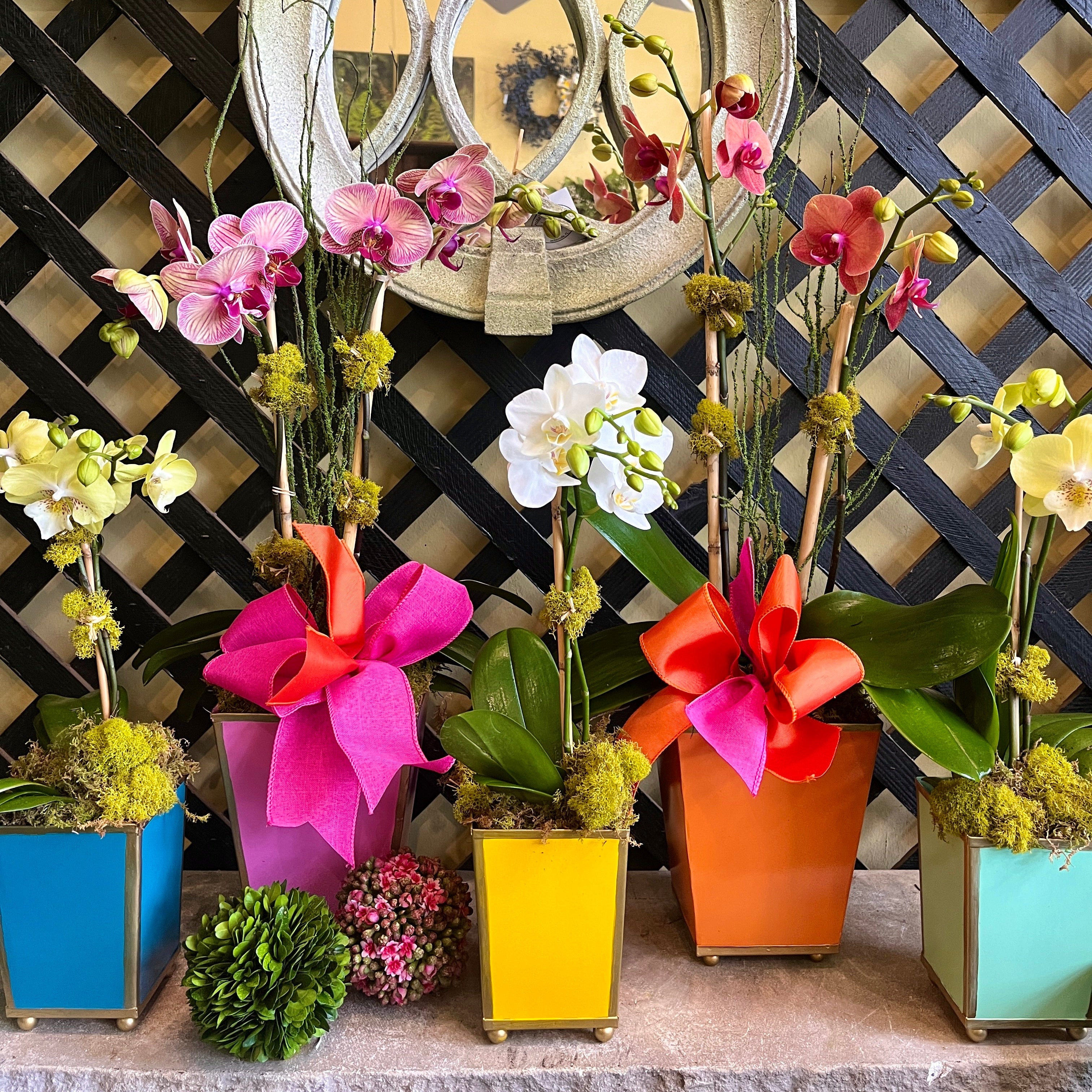 Decorative arrangement of potted orchids with colorful ribbons against a lattice wall.