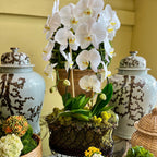 Decorative table setting with white orchids, ornate vases, and small plants.