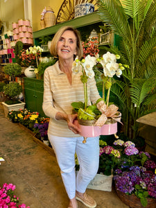 $225 Orchid Arrangement with Bow