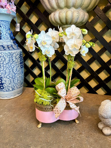 $225 Orchid Arrangement with Bow