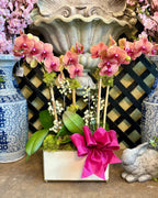 $225 Orchid Arrangement with Bow