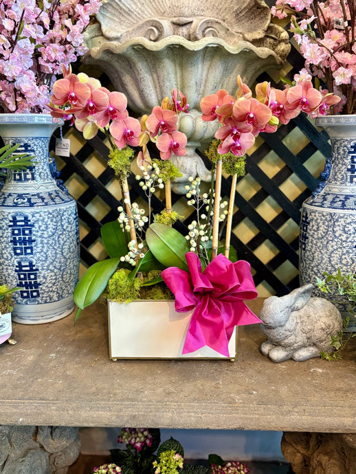 $225 Orchid Arrangement with Bow