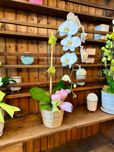 $100 Orchid Arrangement with Bow