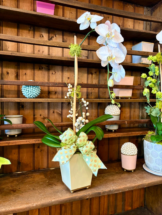 $125 Orchid Arrangement with Bow