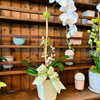 Medium Signature Orchid Arrangement