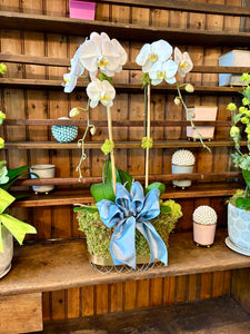 $265 Orchid Arrangement with Bow