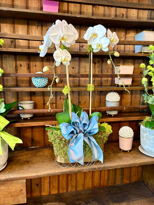 $265 Orchid Arrangement with Bow