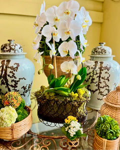 $265 Orchid Arrangement with Bow