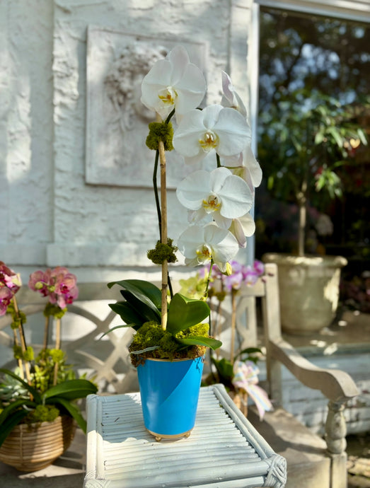 $125 Single Planted Orchid with Bow