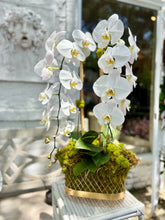 $265 Orchid Arrangement with Bow