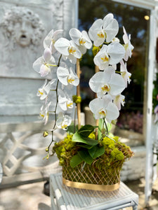 $265 Orchid Arrangement with Bow
