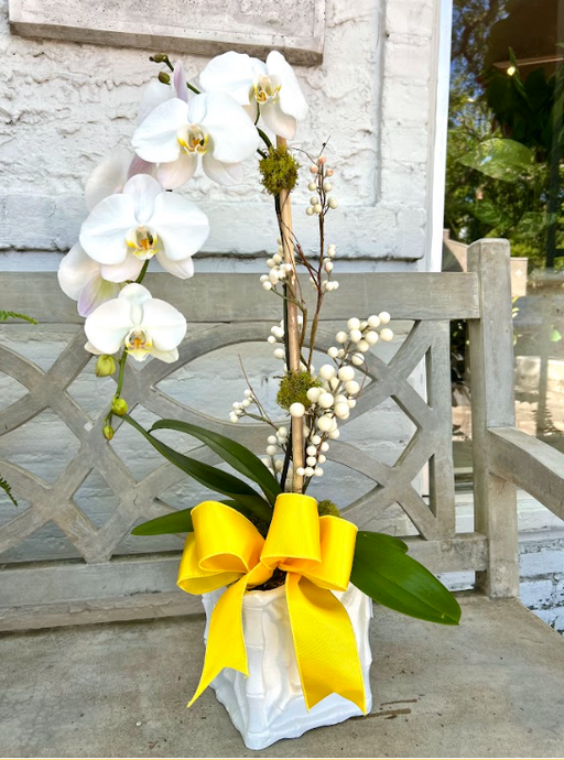 $150 Orchid Arrangement with Bow