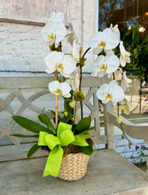 $225 Orchid Arrangement with Bow