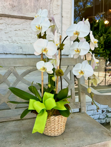 $225 Orchid Arrangement with Bow