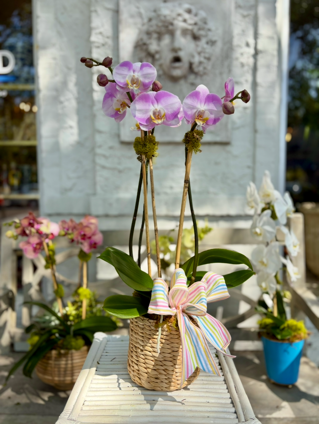 $100 Single Planted Orchid with Bow