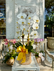$150 Orchid Arrangement with Bow