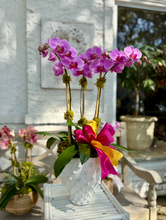 $265 Orchid Arrangement with Bow