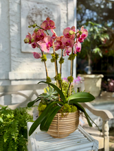 $265 Orchid Arrangement with Bow