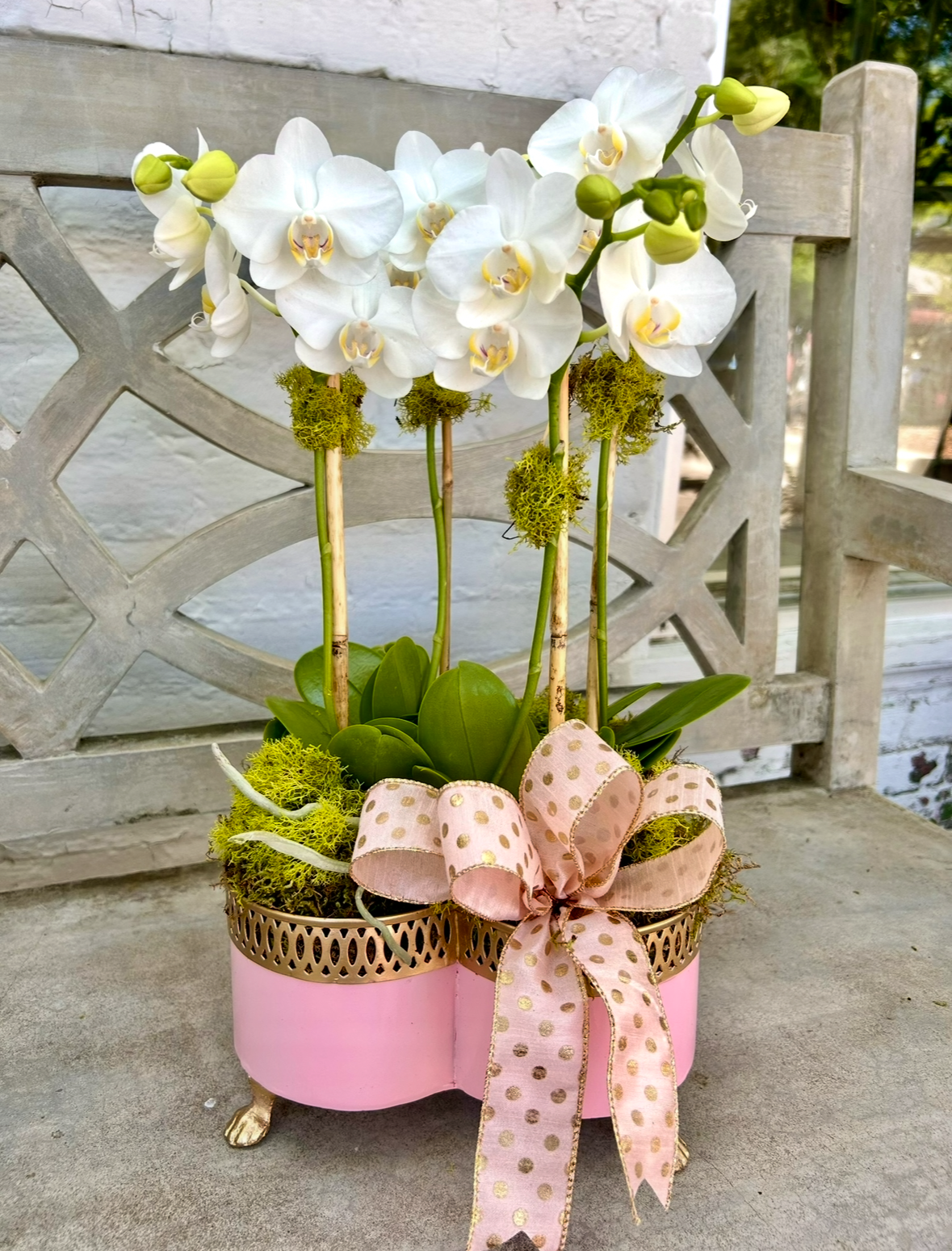 $225 Orchid Arrangement with Bow