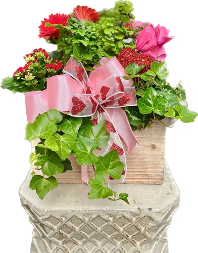 $100 Valentine's Living Arrangement Flower Basket with Bow
